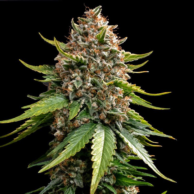 White Widow XXL Auto mit Sativa/Indica 30%/70%, 23% THC - 3 St.