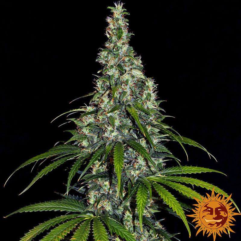 Barney's Farm 3x Amnesia Haze Auto Samen - 80% Sativa 20% Indica